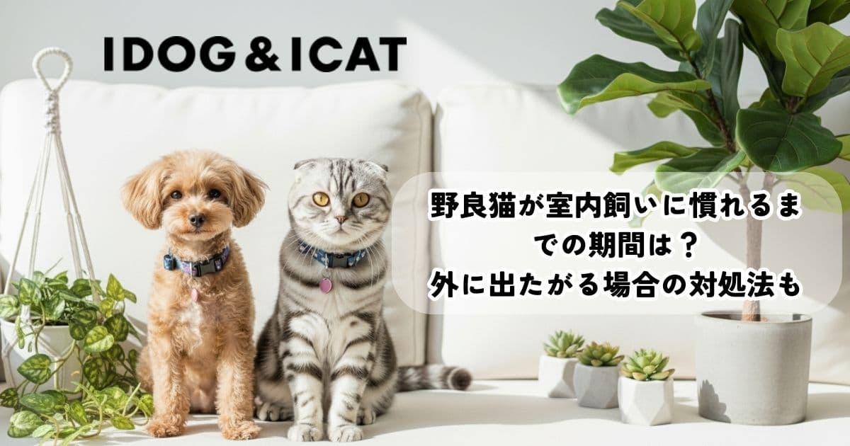 野良猫が室内飼いに慣れるまでの期間は?外に出たがる場合の対処法も