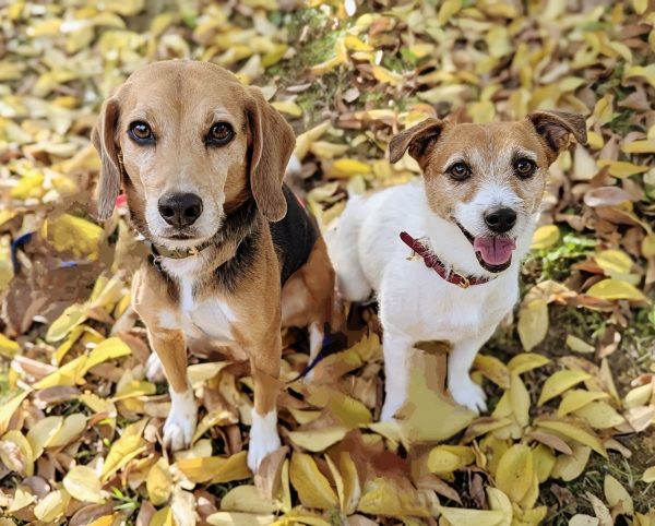 吠え・引っ張り・拾い食い｜冬の散歩で増える行動トラブルは寒さ・暗さが原因？ 対策とおすすめアイテム