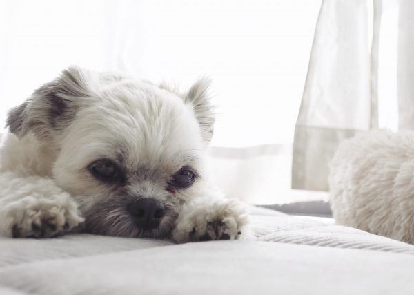 愛犬がベッドで寝ない理由と対策を徹底解説！ タイプ別おすすめベッドの紹介も