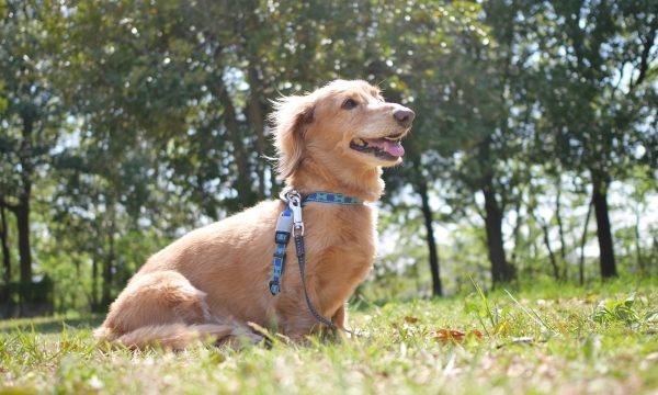 夏だけ防虫対策はNG？ 予防薬だけでは危険？ 愛犬を蚊やダニから守る刺されないための工夫