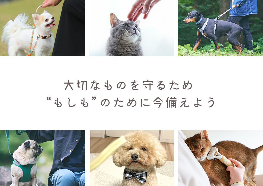 ペットと避難する時にもしもの備え